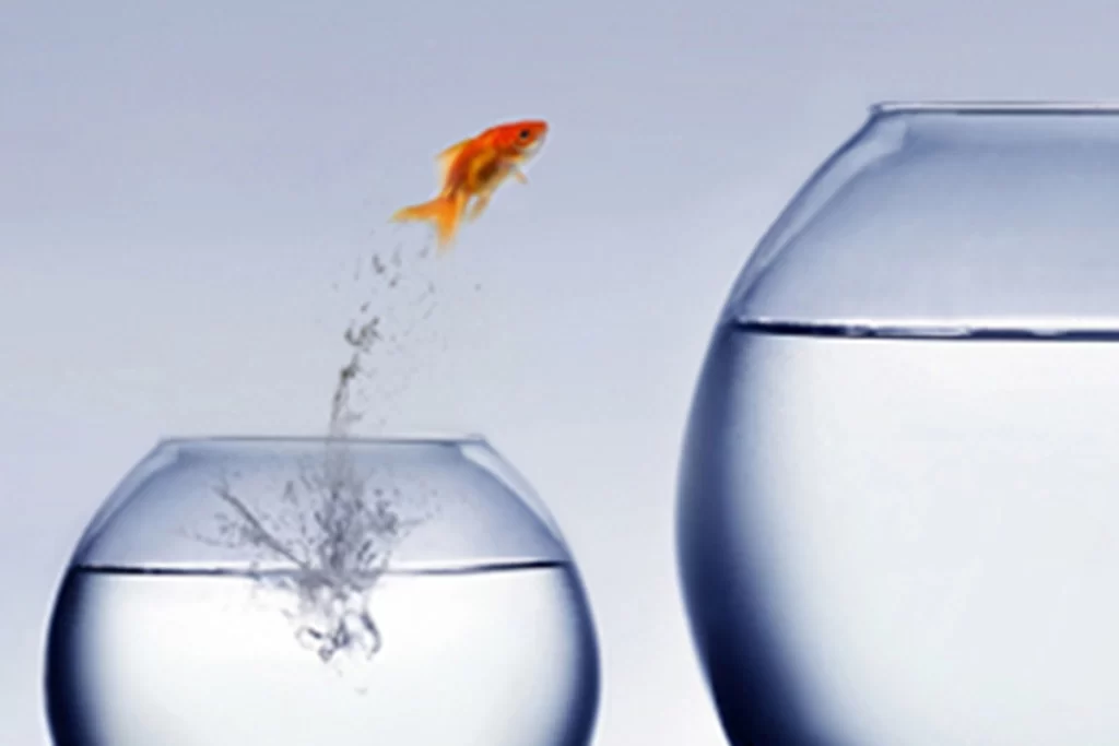 A goldfish jumps from a small bowl to a larger one.